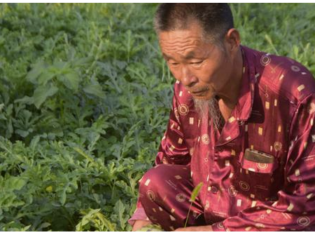 靠天吃饭，农民种地如何打破魔咒，调整种植方式能改变命运吗