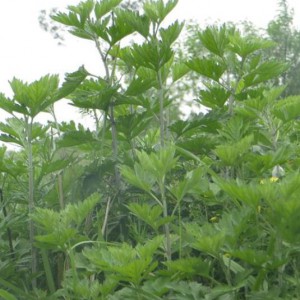 土也 野生艾叶 陈艾草艾叶草